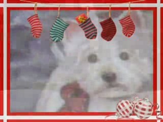 Westie Puppies NE Atlanta GA Snowesti