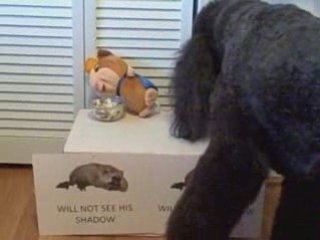GROUNDHOG DAY SPECIAL Poodle Picks Shadow or No Shadow 2-2-0