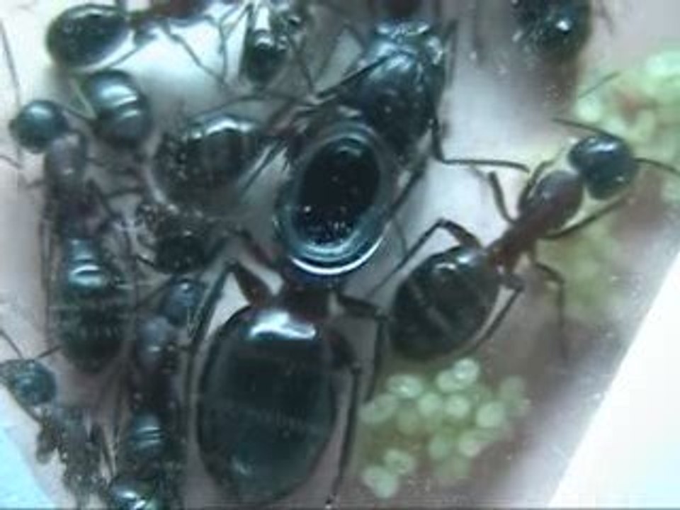 Ligniperdus30012009