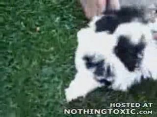 Dogs and tortoise don't mix - VIDEO