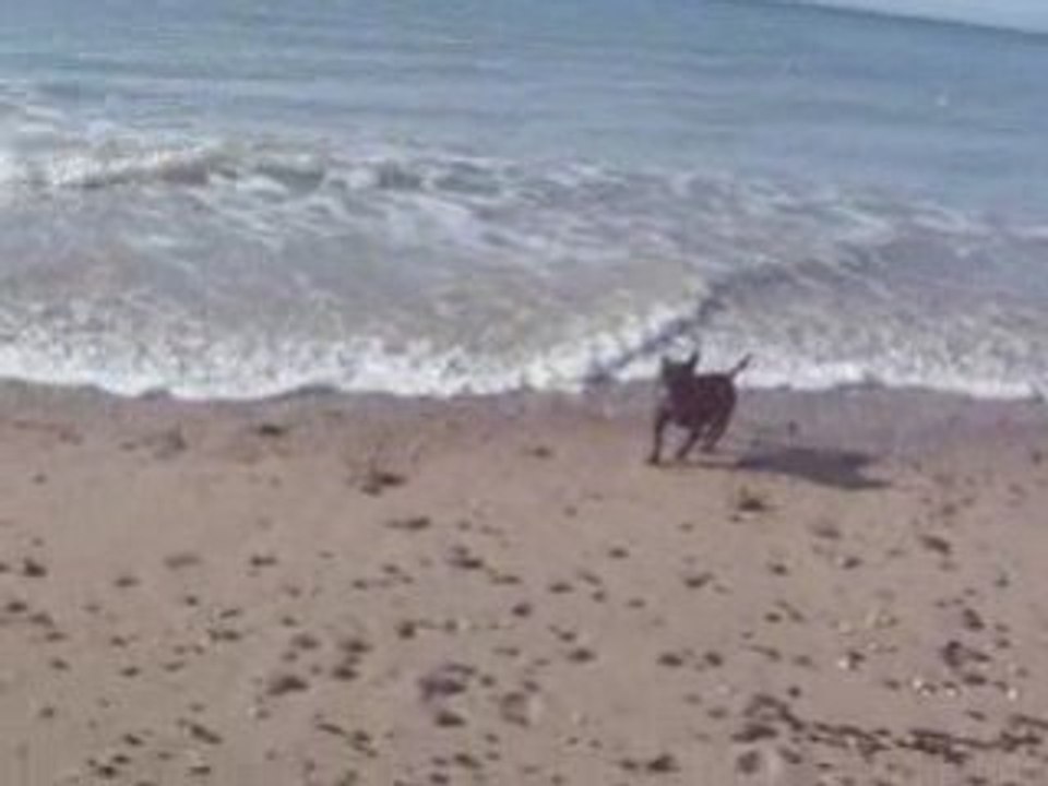 staffie a la plage