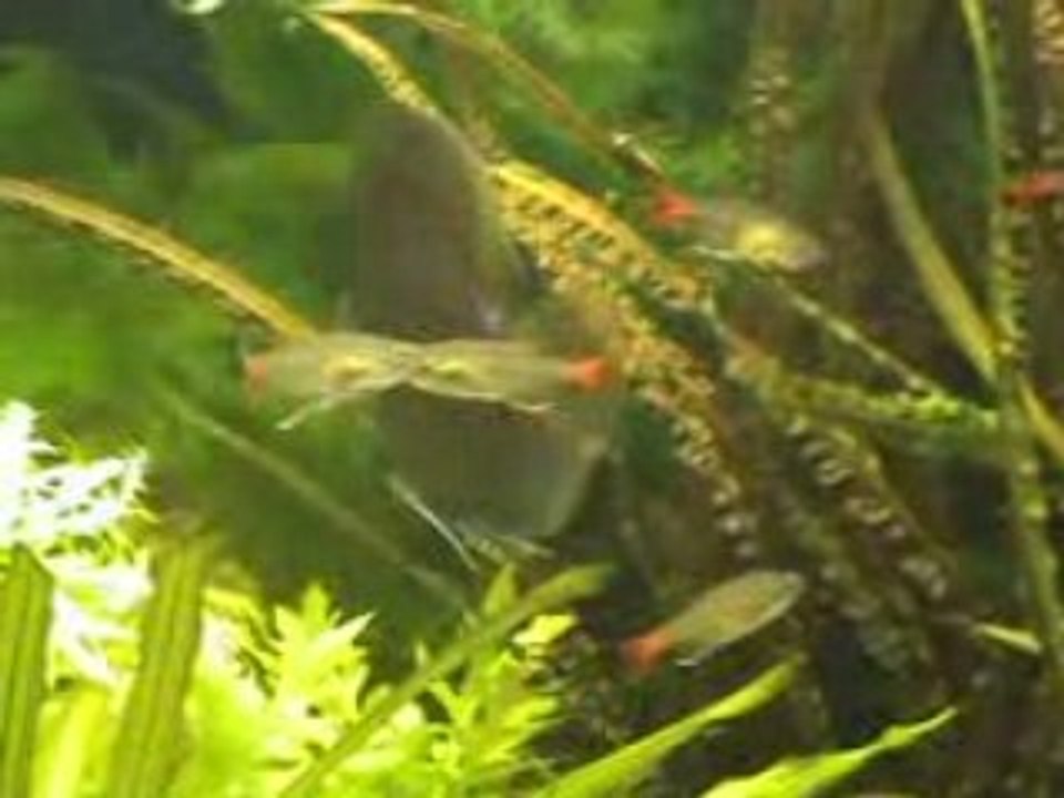 Discus bleu diamand