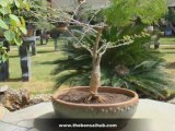 Bonsai Pruning