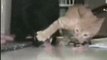 Cat keeps Dog at Paws Length - VIDEO