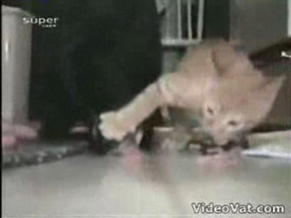 Cat keeps Dog at Paws Length - VIDEO