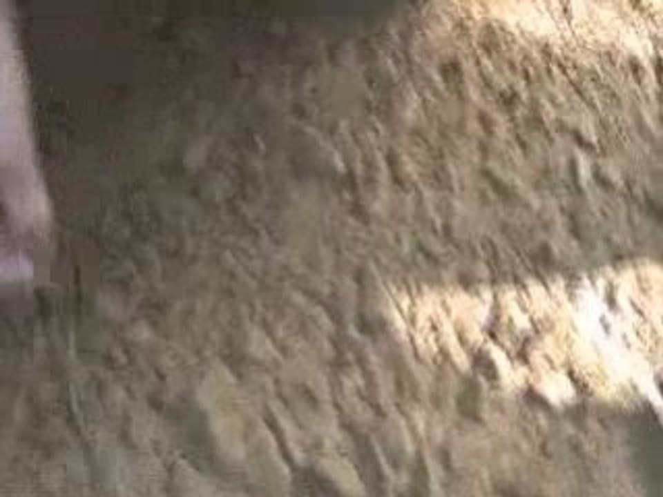Serpent Corail dead