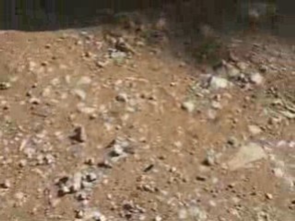 Les papillons lèchent le sol rocheux