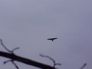 régulation corneilles