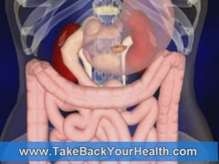 The Digestive System animation