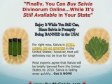 Buy Salvia Divinorum - You Can Buy Salvia Extract Online