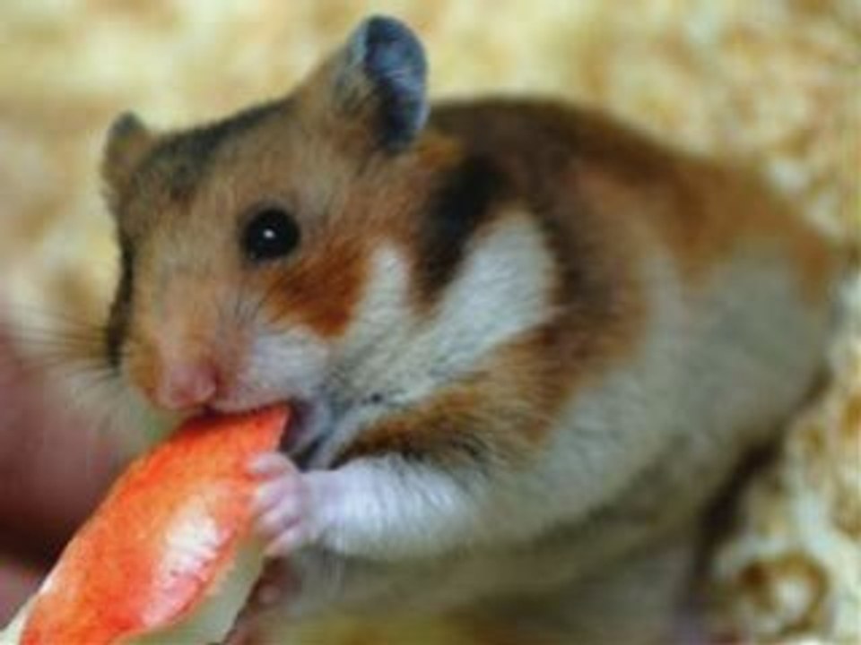 David's Hamster