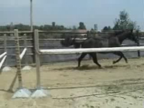 Alande - chevaux cso