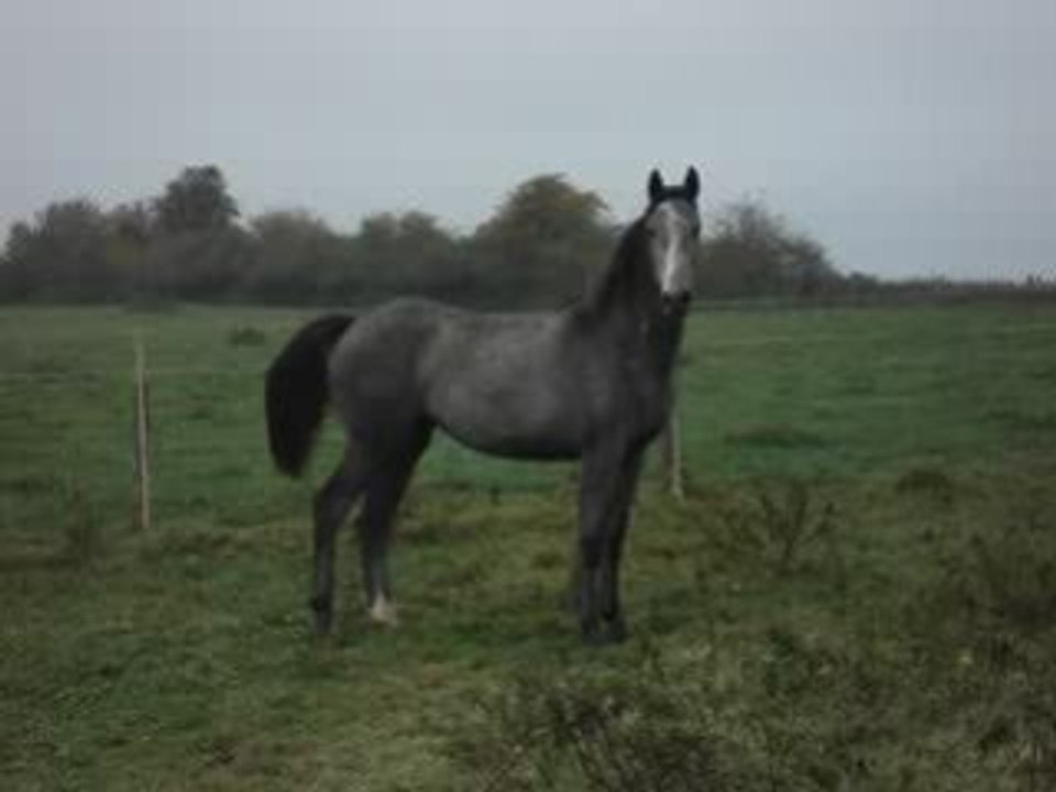 Belle jument grise par cassini