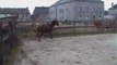 chevaux d'obstacles - Hector - Chevaux cso à vendre