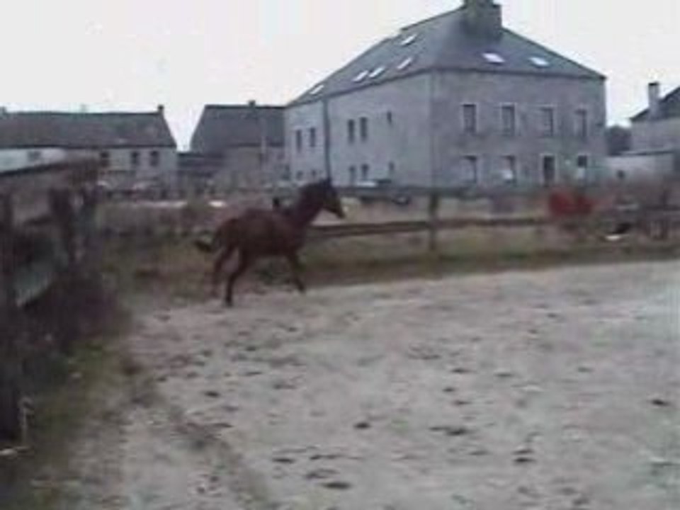 chevaux d'obstacles - Hector - Chevaux cso à vendre