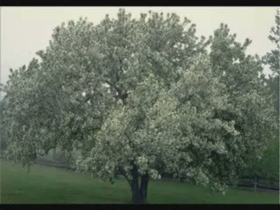 Arbre de la famille