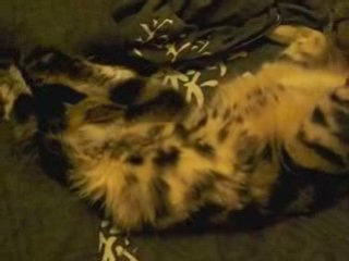 chat  31 janvier 2009