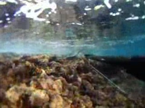 chasse sous marine loup