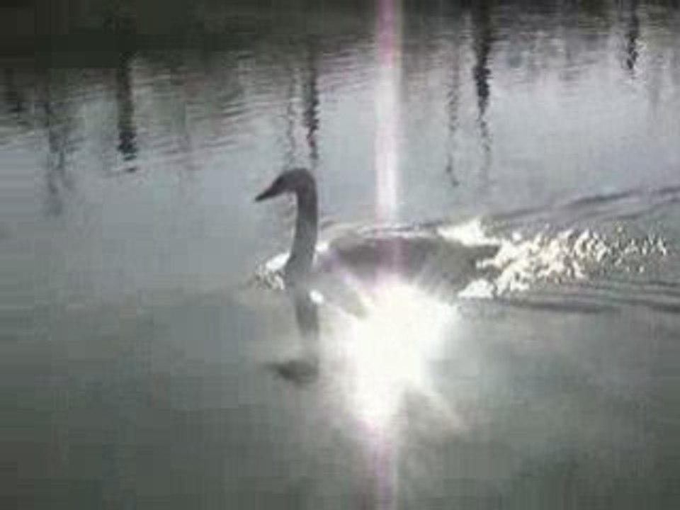 bateau amorceur ==>signe