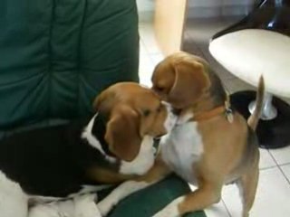 LOONY & DAPHNEE: BISOUS BISOUS