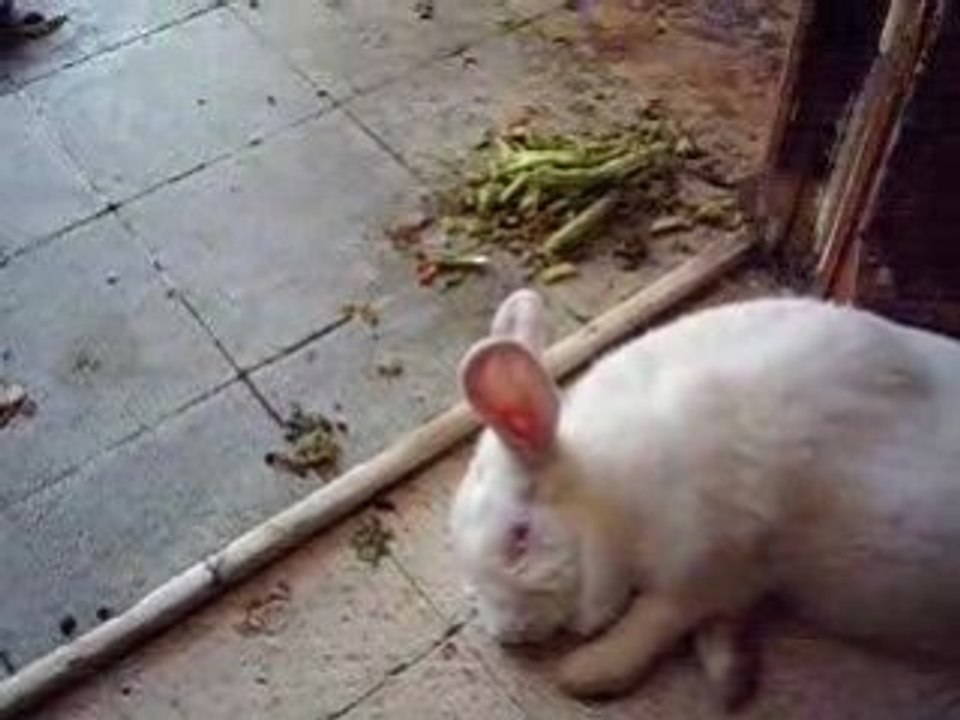 lapin en sieste ne pas déranger SVP