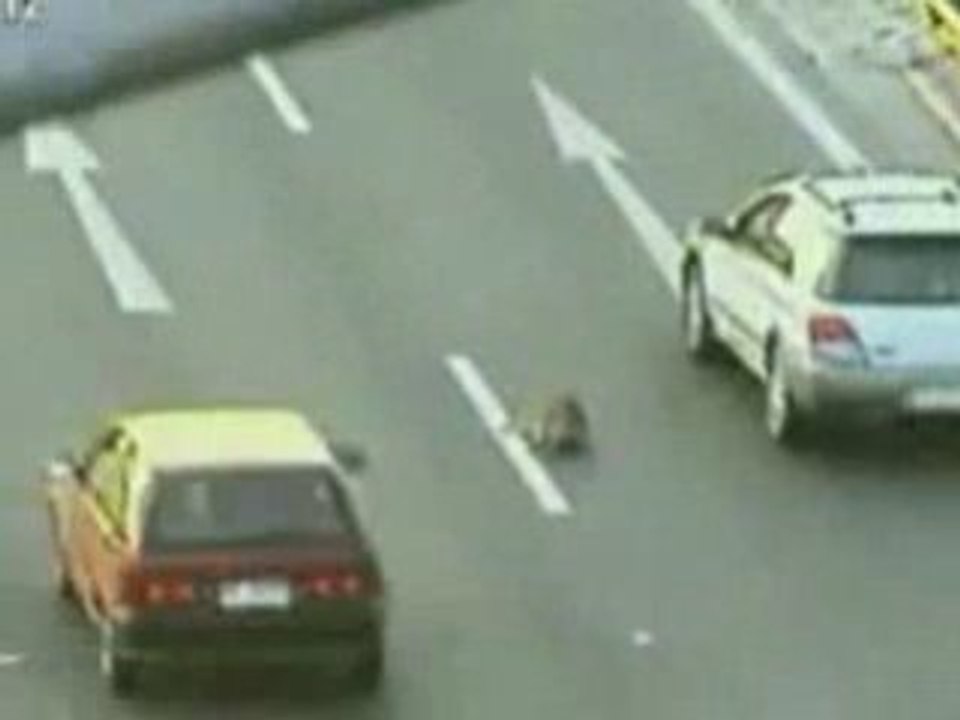 un chien qui en sauve un autre