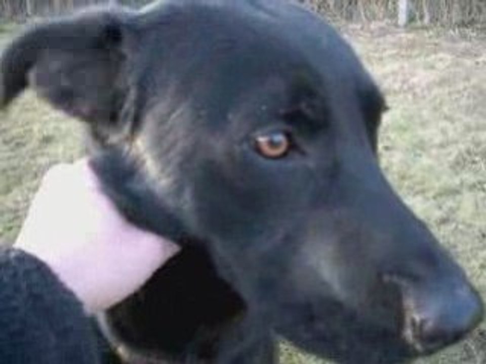 Casimir, type labrador