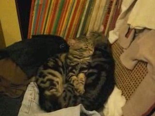 chat  2 31 janvier 2009