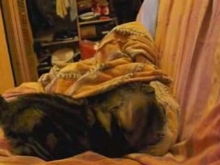 chat  3 31 janvier 2009