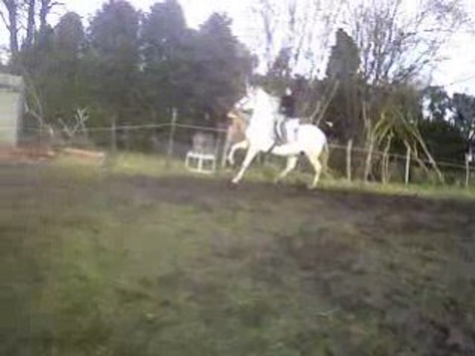 Allessandro au Galop