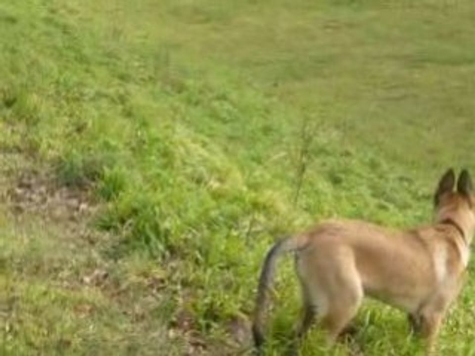 dodge malinois 5 mois