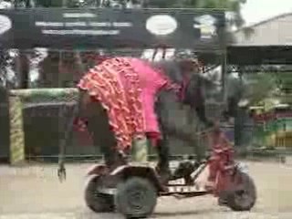Elephants faisants du vélo LOL