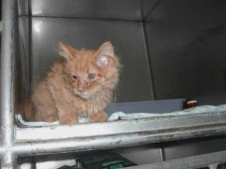 reiki guérison des animaux chats chiens video 1