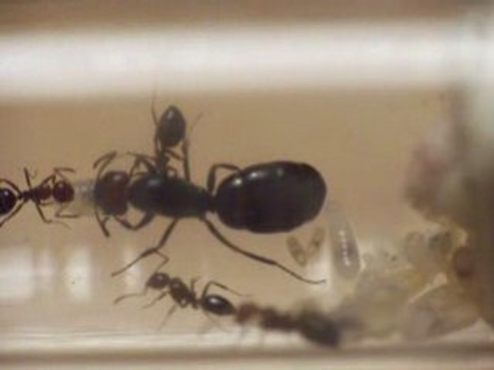 Camponotus lateralis