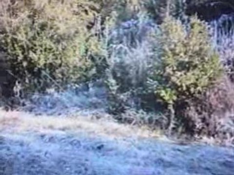 EPAGNEUL DE SAINT USUGE CHASSE A LA BECASSE DU 31.01.2009