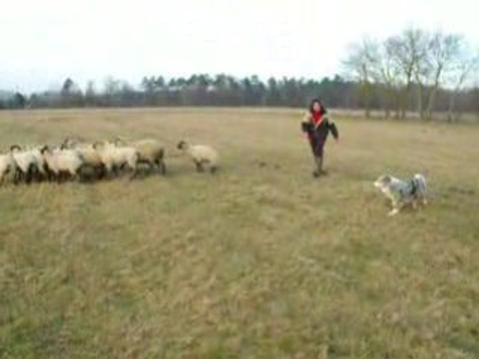 Coco aux moutons fevrier09 2