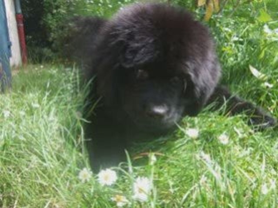 dolcevita une petite chienne pas comme les autres