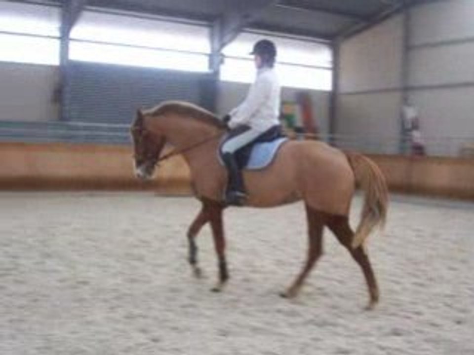 STAGE DRESSAGE FFE 24-25 janvier 2009 - CHAZEY SUR AIN