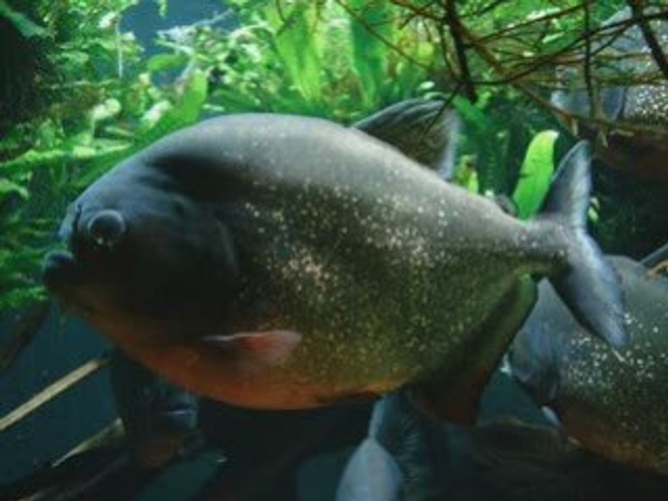 Le pacu - Vidéo Dailymotion