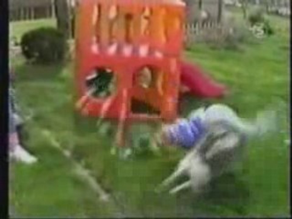Chiens
