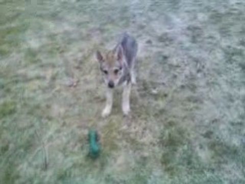 D'Ableska Zena - Chien loup tchécoslovaque