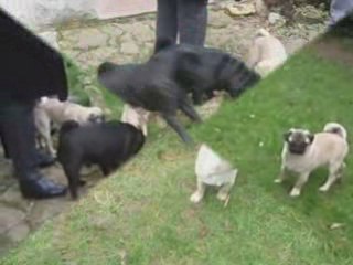 SAMEDI 31 JANVIER 2009