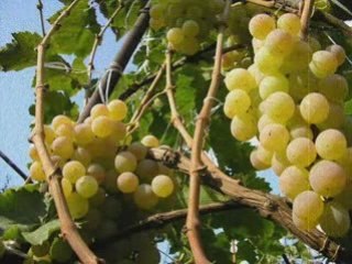 гаснет жизнь