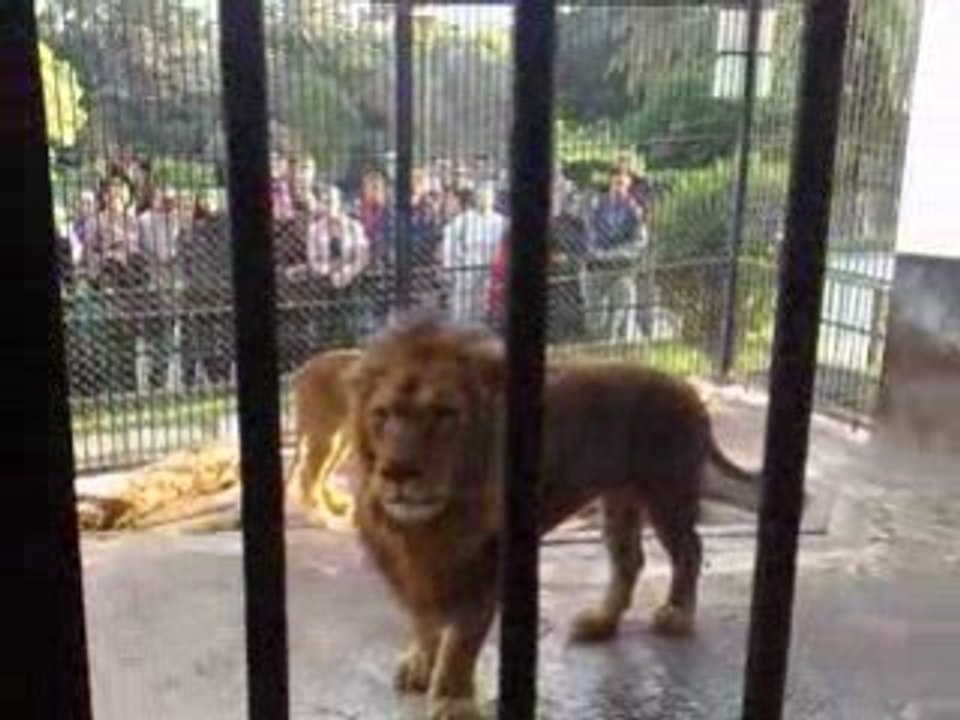 ANTAR LE LION DE LA TUNISIE PARK BELVEDERE