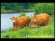 LA VACHE, toutes les races de vaches de France