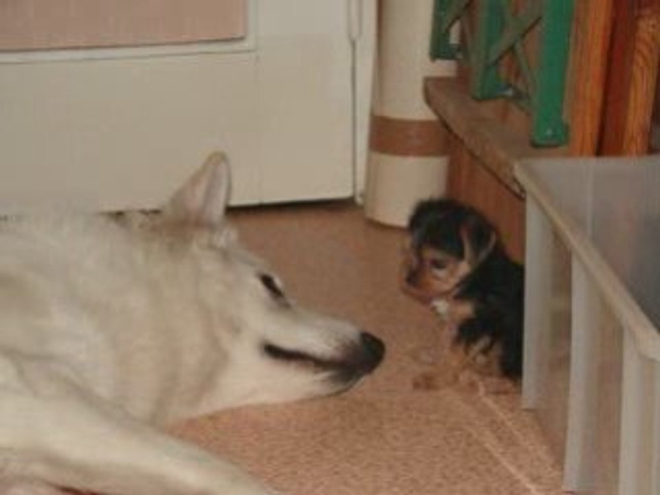 Paco et chucky