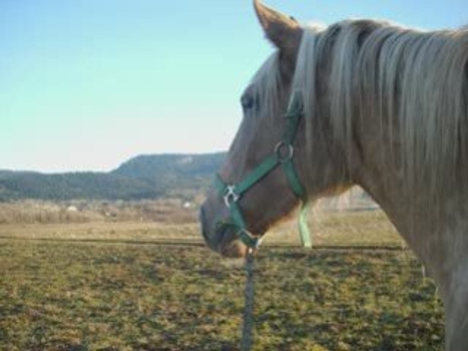 20 janvier 2008