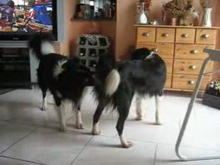 border collie du fil du temps