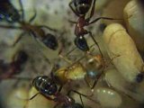 FOURMIS / naissance Camponotus ligniperdus 2