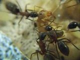 FOURMIS / naissance Camponotus ligniperdus 3
